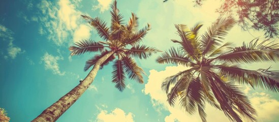 Background with a landscape of tall palm trees looking up at the blue sky during the day