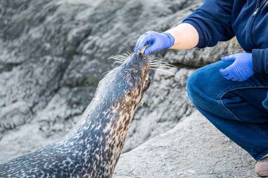 zoo keeper feeding harbor seal