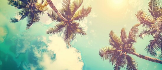 Background with a landscape of tall palm trees looking up at the blue sky during the day - obrazy, fototapety, plakaty