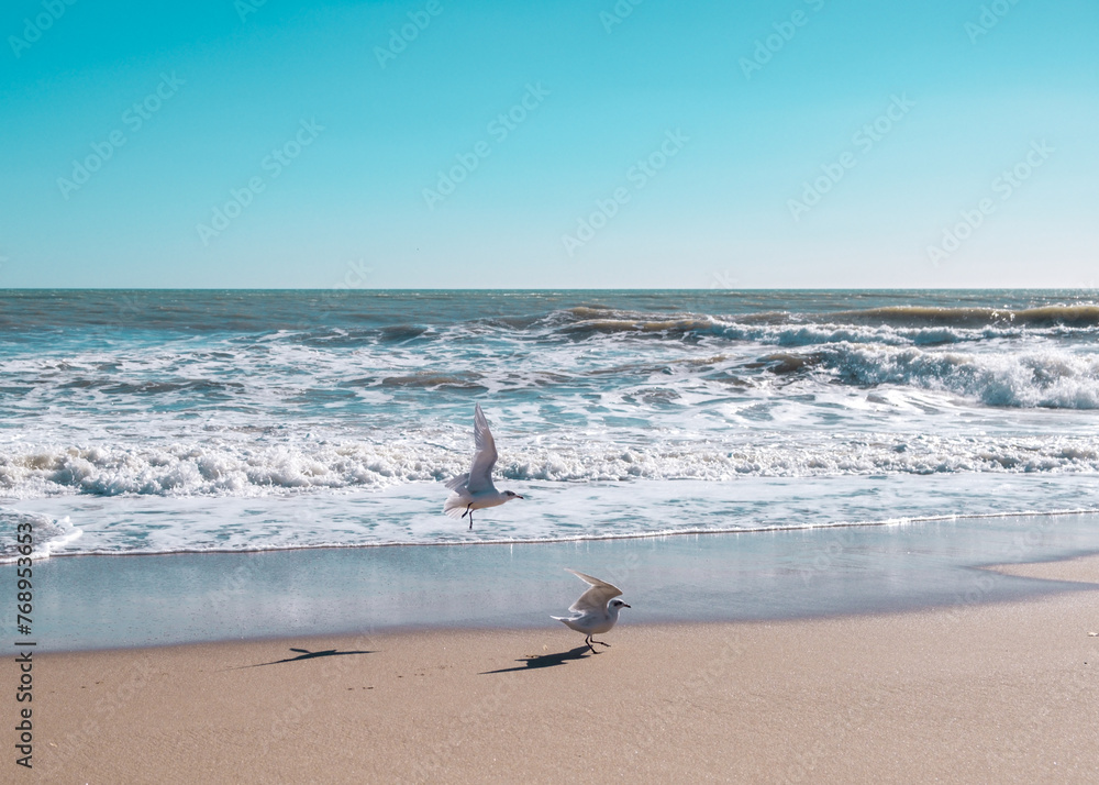 Wall mural two seagulls on the beach