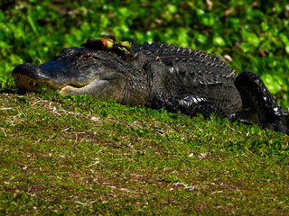 A large Florida alligator sleeping on the shoreline