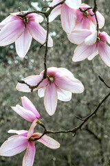 A branch of magnolia blossoms viewed from the back