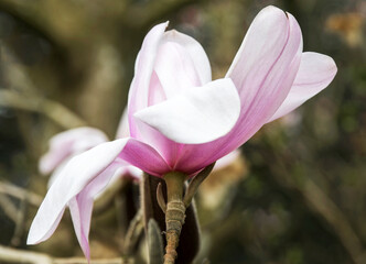 A single pink magnolia flower viewed from the side