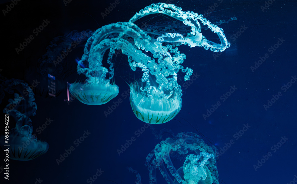 Wall mural underwater photos of jellyfish chrysaora plocamia south america sea nettle