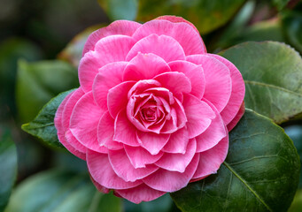 A pink azalea flower showing a rosette of petals