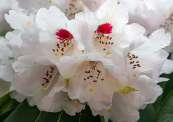 A white Campbellii Rhododendron bloom in full flower