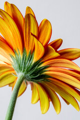 An Orange gerbera daisy viewed from the back
