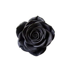 Top view a black rose isolated on transparent background