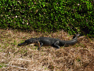 A Florida alligator at Paynes Praire State Park, Florida