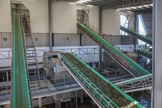 olives in olive cooperative by conveyor belts are weighed and ground to make olive oil
