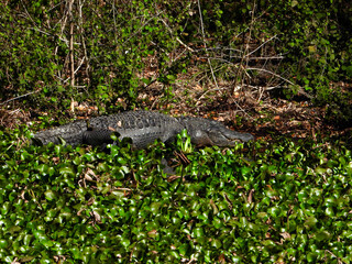 Wild Florida Alligator