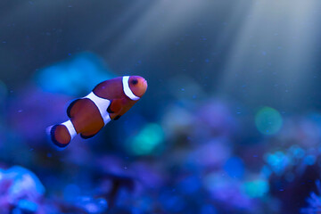 Orange clown fish. Amphiprion percula. Blue water background.  - obrazy, fototapety, plakaty