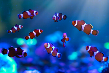 Orange clown fish. Amphiprion percula. Blue water background.  - obrazy, fototapety, plakaty