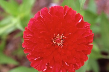 Zinnia elegans Red - Zinnia Close-up
