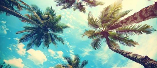 Deurstickers Background with a landscape of tall palm trees looking up at the blue sky during the day © BISMILAH