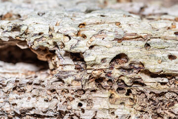 Fototapeta premium stare drewno jako tło lub drewno ze śladami korników