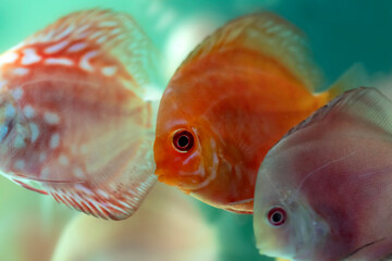 One of the most striking fish of freshwater. Symphysodon (Discus). Nature background.