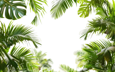 Tuinposter Palm Leaf Border, Tropical Palms Leaves Frame,PNG Image, isolated on Transparent background. © Tayyab Imtiaz