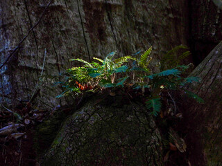 fern beauty in nature