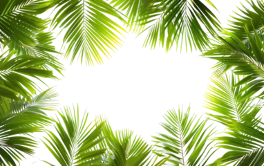 Foto op Canvas Tropical Palms Leaves Frame,PNG Image, isolated on Transparent background. © Tayyab Imtiaz