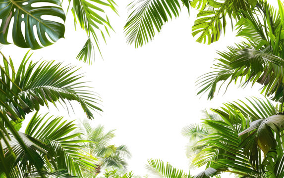 Palm Leaf Border, Tropical Palms Leaves Frame,PNG Image, isolated on Transparent background.
