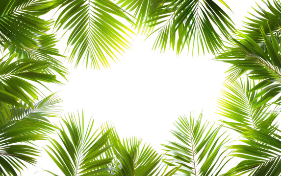 Tropical Palms Leaves Frame,PNG Image, isolated on Transparent background.