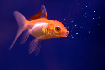 A cute goldfish blowing air bubbles. Blue background. 
