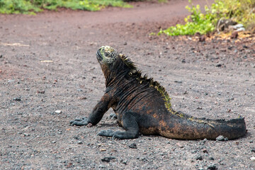 Iguana marina de galapagos