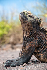 Iguana marina de galapagos de cerca y de perfil tomando el sol