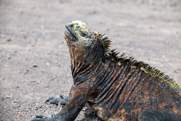Iguana marina de galapagos de perfil