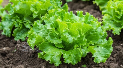 Healthy leafy lettuce thriving in controlled greenhouse conditions, vibrant and lush