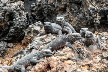 grupo de Iguana marina de galapagos sobre una roca