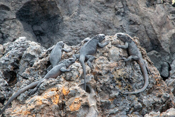 grupo de Iguana marina de galapagos sobre una roca