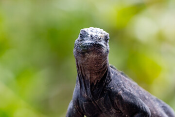 Iguana marina de galapagos de frente 