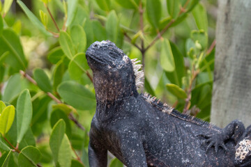 Iguana marina de galapagos  de perfil