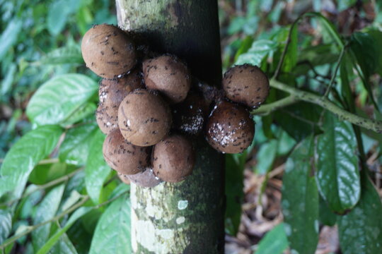 Stelechocarpus burahol (kepel, burahol, kepel fruit, kepel apple). The fruit this plant is sweet, a combination of mango and papaya, it smells very fragrant
