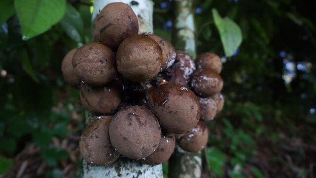 Stelechocarpus burahol (kepel, burahol, kepel fruit, kepel apple). The fruit this plant is sweet, a combination of mango and papaya, it smells very fragrant