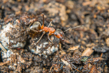 Fototapeta premium Close-up of a weakly bristled mountain forest ant crawling on the ground over soil and small stones, Germany