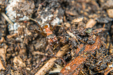 Close-up of a weakly bristled mountain forest ant crawling on the ground over soil and small stones, Germany