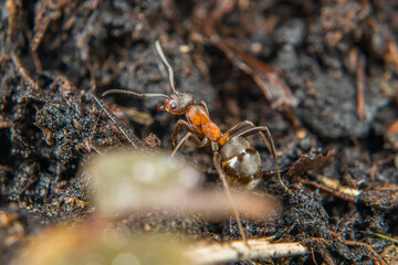 Close-up of a weakly bristled mountain forest ant crawling on the ground over soil and small...