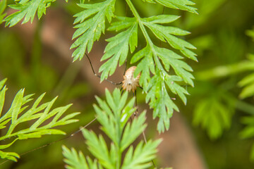 Nahaufnahme einer Weberknecht Spinne auf einem grünen Blatt einer Pflanze im Garten, Deutschland