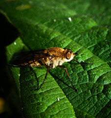 Macro shot of a fly on a green leaf. Shallow depth of field