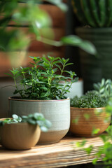 Kitchen Herb Garden on Table