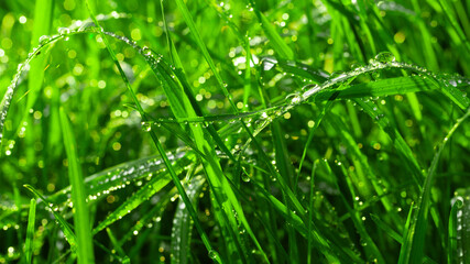Fototapeta na wymiar grass and dew