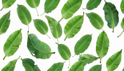 Green leaves pattern,leaf banana isolated on white background
