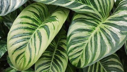 Green leaves pattern,leaf Dieffenbachia or Dumb Cane tree in garden,leaf exotic tropical - obrazy, fototapety, plakaty