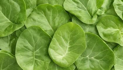 Fototapeta na wymiar hydroponic vegetable leaf on white background ,Green leaves pattern