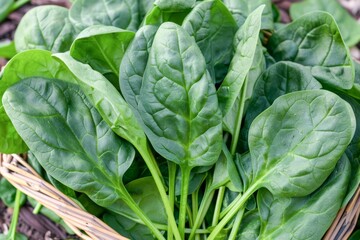 Fototapeta na wymiar Highlight the freshness and vibrancy of spinach leaves in a visually appealing composition