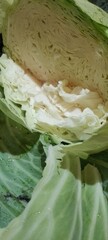 Extreme closeup photo of the inside of a large green crispy Cabbage head that has been cut open in half with huge leaves draping on the sides