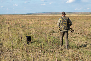 Mature man hunter with gun while walking on field with your dogs